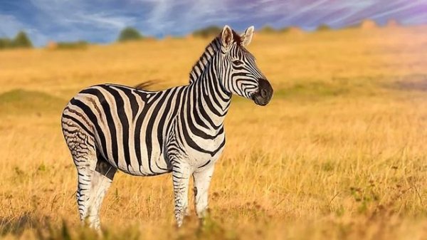 Звуки зебры: какие звуки издаёт зебра