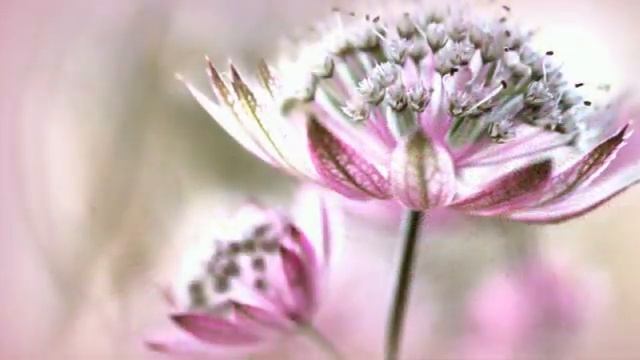 Тело. Божественное триединство Духа, Души и Тела.