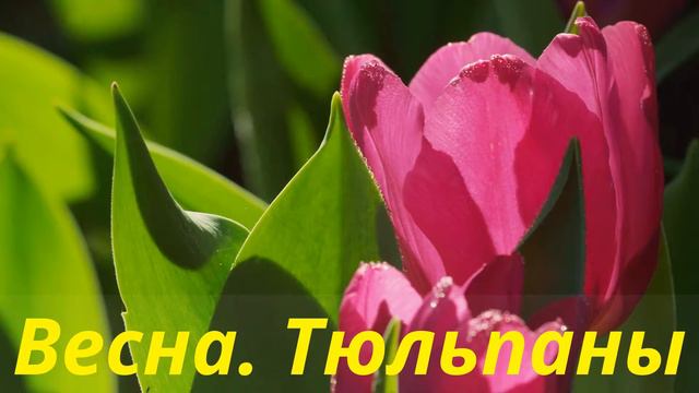 Весна Тюльпаны смотреть онлайн