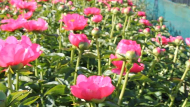 Belgravia | R2 Flowers BV | Peonies смотреть онлайн