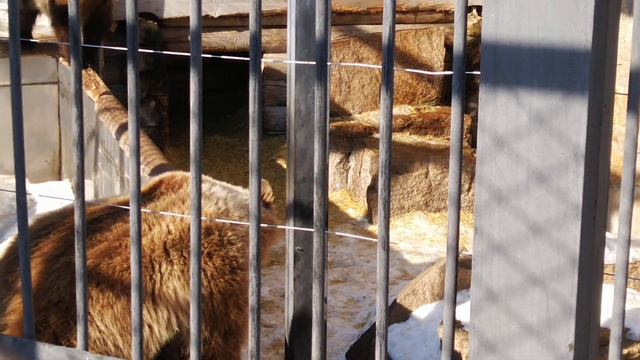 ВЕСЕННИЕ РАЗГОВОРЫ С МИШКАМИ🐻 смотреть онлайн