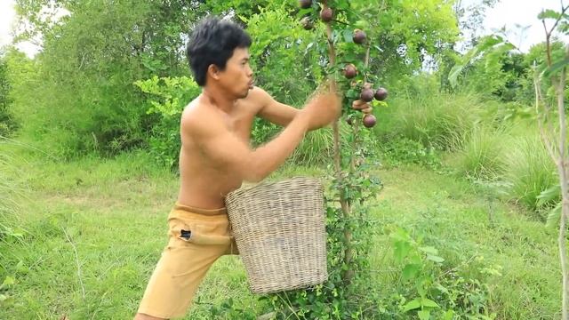 Mangosteen Harvest Season , Lots of mangoes in the forest ,Catch wild chickens by hand смотреть онлайн