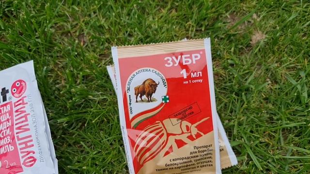 ЛИЛИИ в ОПАСНОСТИ! КРАСНЫЙ ЖУК может УНИЧТОЖИТЬ БУТОНЫ! Как ЗАЩИТИТЬ лилии от ВРЕДИТЕЛЕЙ и БОЛЕЗНЕЙ смотреть онлайн