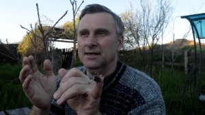 Кто такой пилильщик.