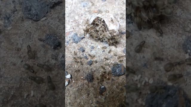 Кокон паука