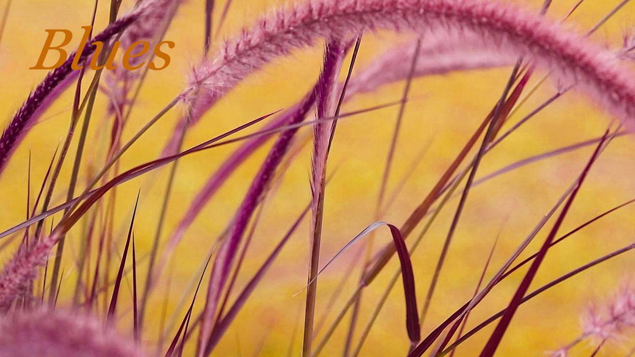 Пеннисетум блюз 028. & Pennysetum Blues. смотреть онлайн