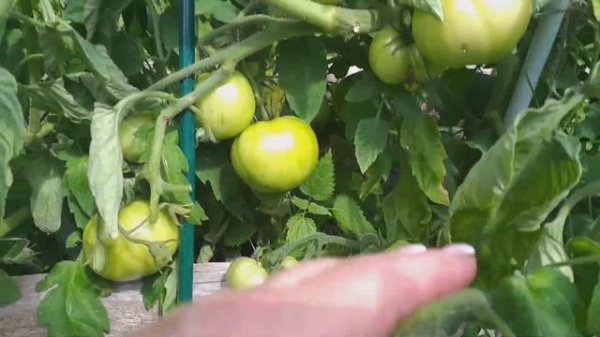 Томат Скворец