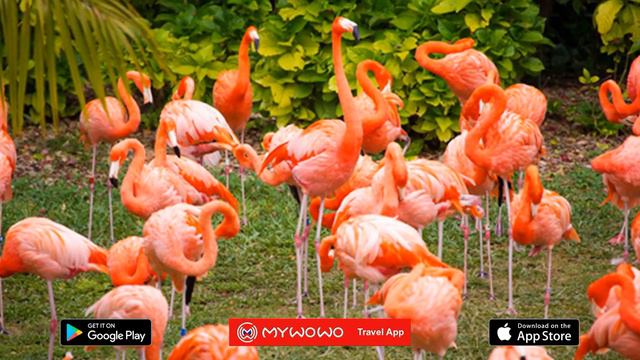 Джангл Айленд – Презентация – Майами – Аудиогид – MyWoWo Travel App смотреть онлайн