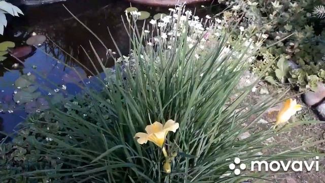 ОБЗОР САДА. Новые растения. 10.07.2020/Северная ОРХИДЕЯ/Хауттюйния/ГОРТЕНЗИИ/Хосты/РОЗЫ/Дербенник/ смотреть онлайн