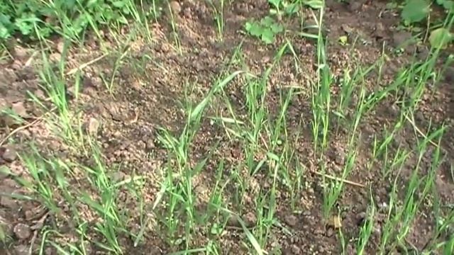 Посадка сидератов под зиму. Сад и огород выпуск 070 смотреть онлайн