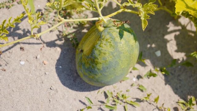 Арбуз во сне: К ЧЕМУ снится АРБУЗ - толкование сна. СОННИК смотреть онлайн