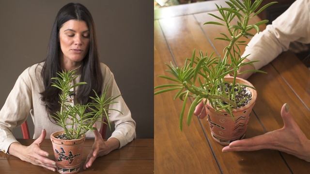 Peperomia Ferreyrae (Green Beans Peperomia) Houseplant Care — 271 Of 365