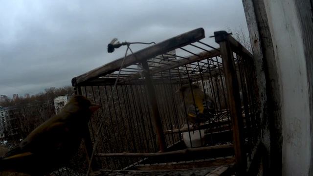 ЛОВЛЯ ПТИЦ НА ЗАПАДОК ЛОВУШКА (ЛОВЛЯ ЗЕЛЕНУШКИ) смотреть онлайн