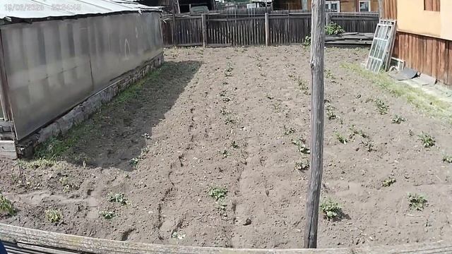 Прополка картошки. Тяпка с моторчиком. смотреть онлайн