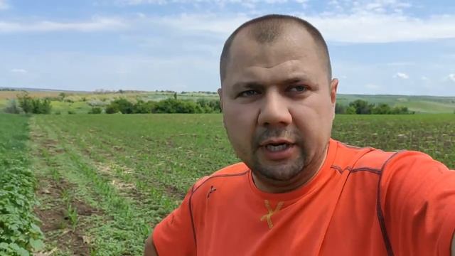 Обработка кукурузы гербицидом СТЕЛЛАР+МЕТОЛАТ смотреть онлайн