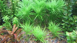 Подготовка воды для аквариума. Отстаивание воды. Водопровод или осмос.