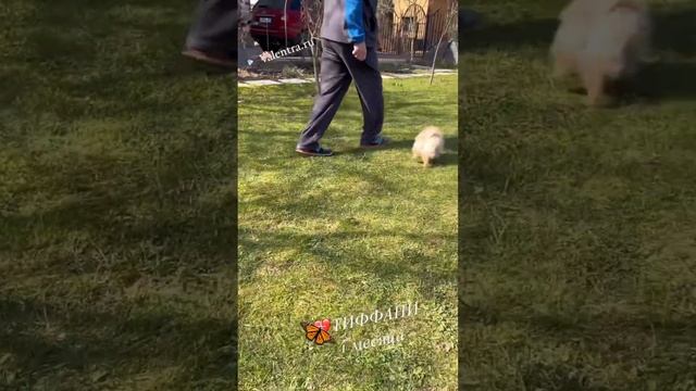 Шпиц МИШКА.Девочка шпица. Купить дорого шпица #купитьщенка #щенок #шпиц #минишпиц смотреть онлайн