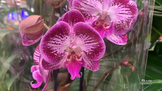 ОРХИДЕИ, которые пленяют сердца! Давно не было таких привозов. Биглипы, ПиратПикоти, бабочка Mambo. смотреть онлайн
