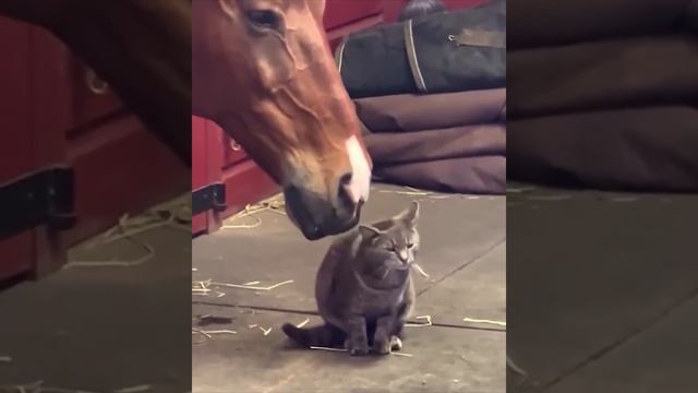 Кот и лошадка #shorts