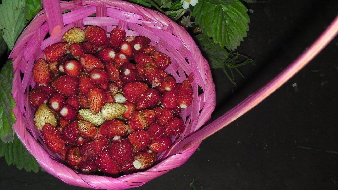 УДАЛЯЮ БЕЗУСУЮ РЕМОНТАНТНУЮ ЗЕМЛЯНИКУ И КОРОТКО О ЗЕМКЛУНИКЕ КУПЧИХА смотреть онлайн