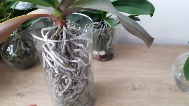 Орхидеи без субстрата смотреть онлайн