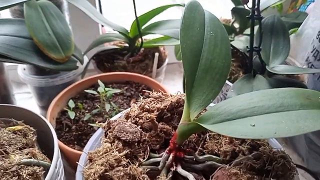 22 января 2022 г. Севастополь зимний и такие разные цветочки "бананки" смотреть онлайн