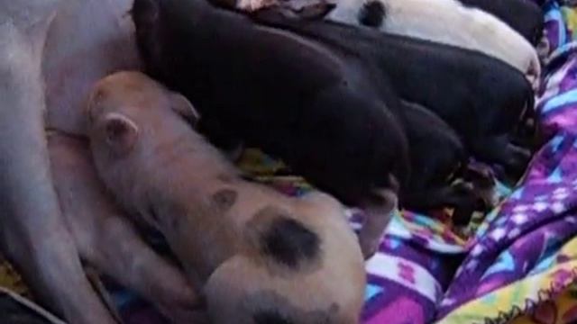 Дети мини-пигов - 8(965)380-13-11 смотреть онлайн