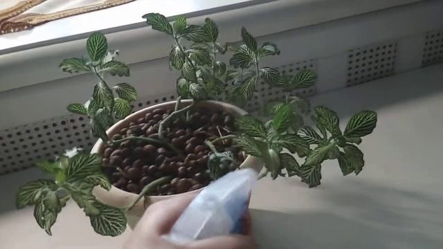 Уход за растением Хавортия. смотреть онлайн