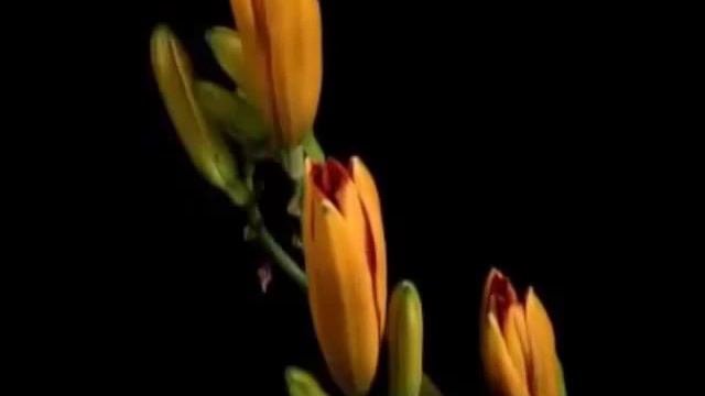Забытый танец../ лучшая музыка/ музыка для души смотреть онлайн