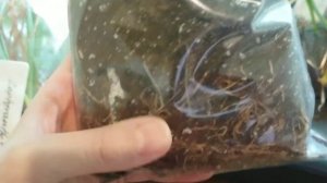 Вариант зимовки зефирантесов.