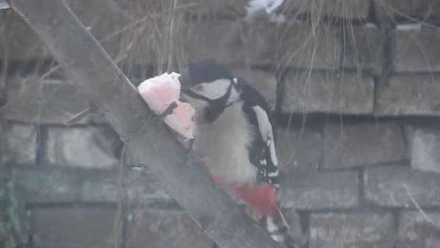 Дятел любит сало смотреть онлайн