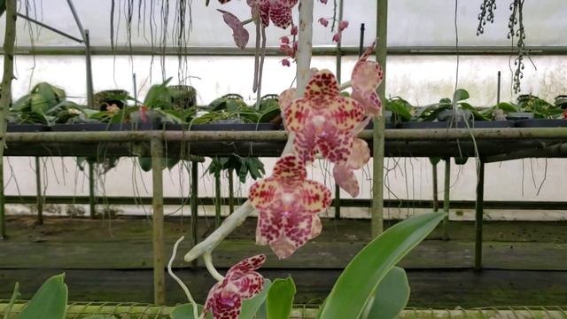 HUGE!! Phalaenopsis gigantea tour at Krull Smith greenhouse смотреть онлайн