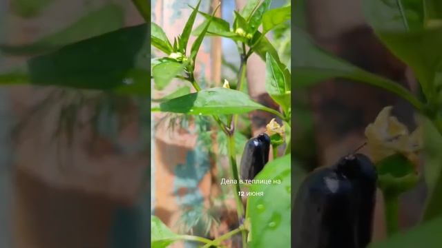 #теплица #огород #дача #помидор #огурцы #сад #петуния #цветы #деревня #деревенскаяжизнь смотреть онлайн