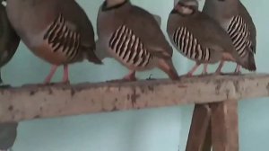 Разведение кеклика в домашних условиях