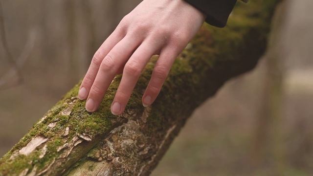 Практика медитации. Практика "Я здесь" смотреть онлайн