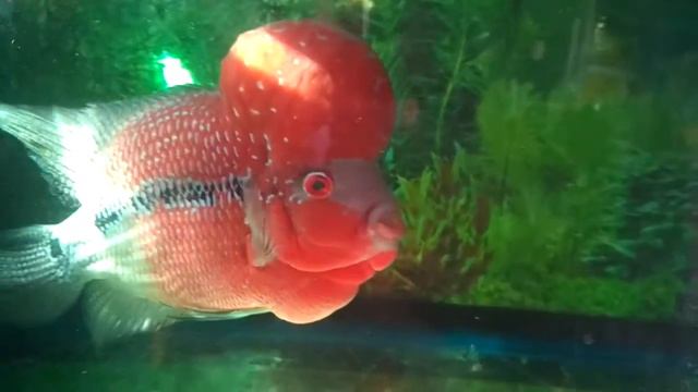 Sell red khanda flower horn смотреть онлайн