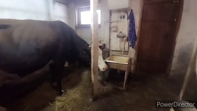 Продолжаем реконструкцию САРАЯ/Стойло для БУЯНА ? смотреть онлайн