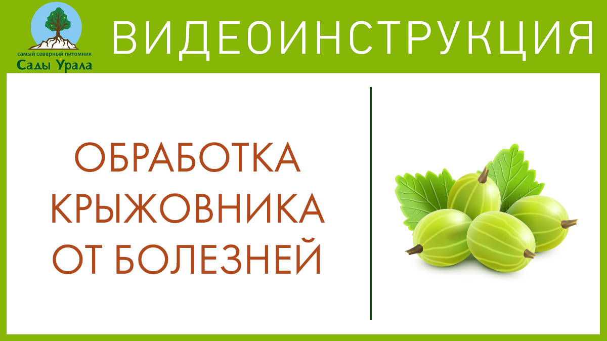Мучнистая роса крыжовника. Телепередача Земля Уральская. Архив 2011 год смотреть онлайн