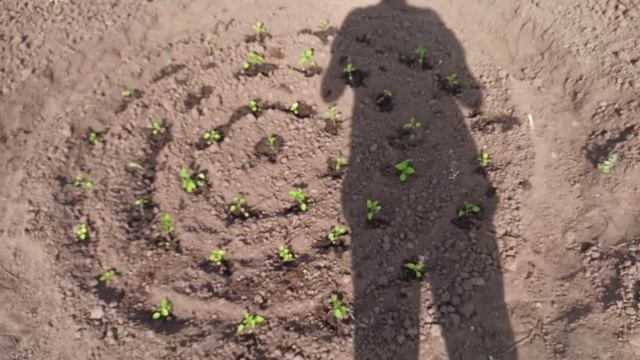 16 соток требуют работы! Семейный дачный влог. смотреть онлайн