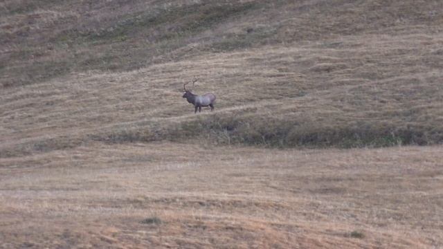 Maraljagd in Kasachstan 2022 смотреть онлайн