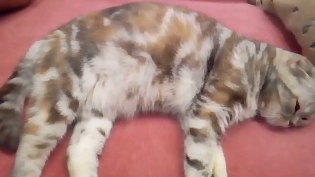 Беременность шотландской вислоухой кошечки . 51 день. смотреть онлайн