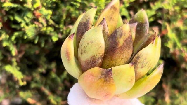 Echeveria ‘Black Roy’ смотреть онлайн