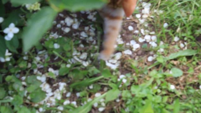 Рыжий поймал ящерицу и придушил. смотреть онлайн