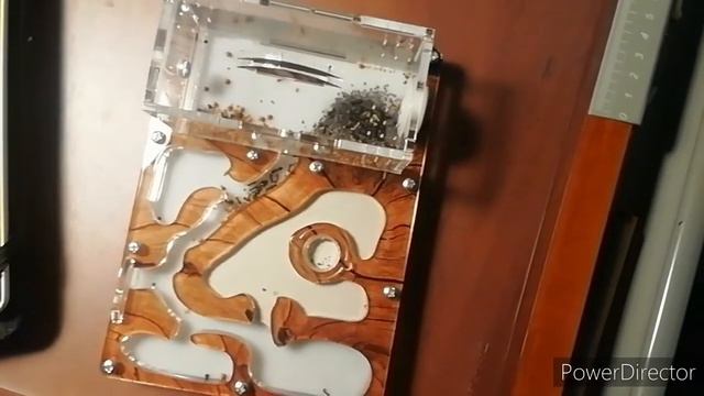 Специальный выпуск. Новое домашнее животное. Кто это? Влог о животных. смотреть онлайн