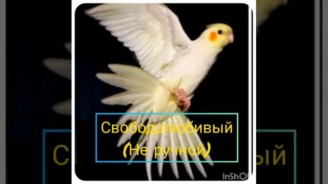 Всё о моём попугае🤗😘 смотреть онлайн