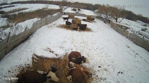 Зимняя поилка для крс ,вода не замерзает в -20