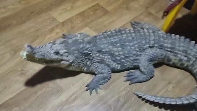 Где Варвара? смотреть онлайн