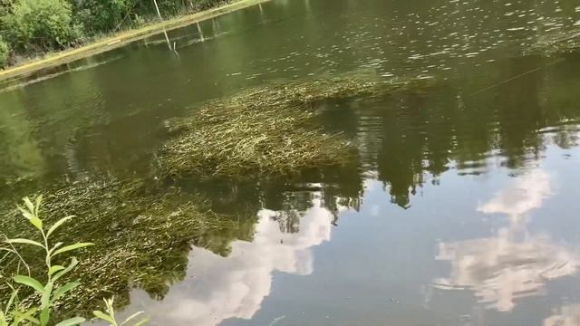 РЫБАЛКА / ЛИНЬ / ДОННАЯ СНАСТЬ