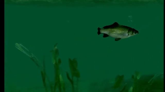 【PS1】FISH EYES GamePlay #2 (No Commentary) смотреть онлайн