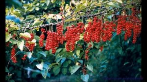 Дальневосточная лиана лимонник китайский